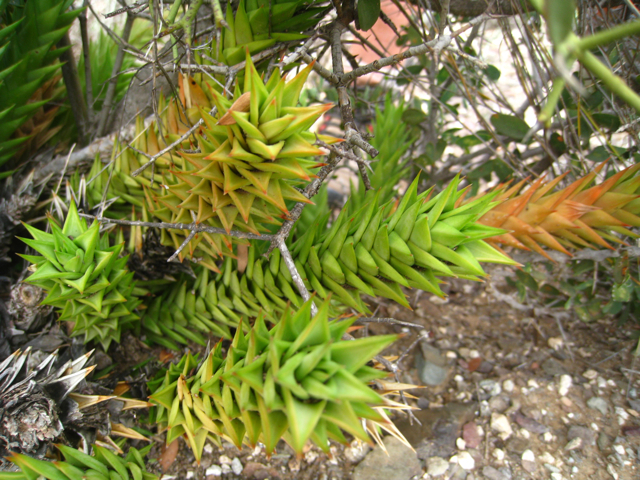 Astroloba spiralis, Min Water: Min Water in the Klein Karoo