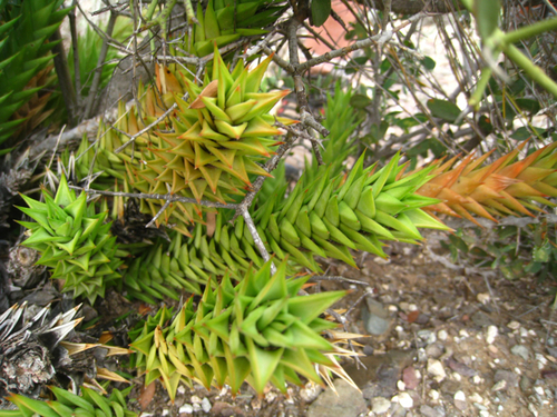 Astroloba spiralis