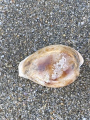 Erronea subviridis