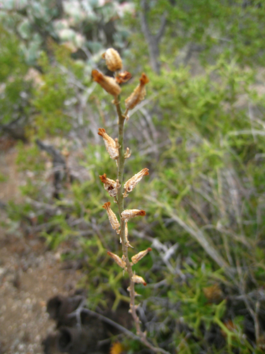 Astroloba spiralis