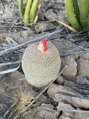 Epithelantha