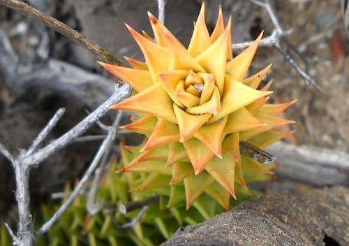 Astroloba spiralis