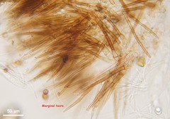 Trichophaea woolhopeia