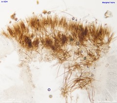 Trichophaea woolhopeia