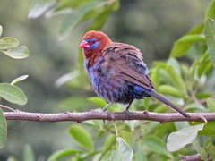 Granatina ianthinogaster