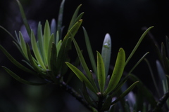 Podocarpus angustifolius
