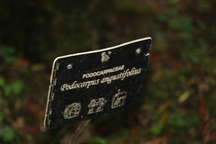 Podocarpus angustifolius