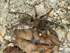 Dolichothele exilis