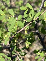 Euphorbia magdalenae