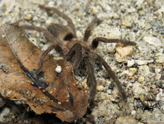 Dolichothele exilis