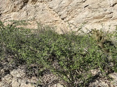 Euphorbia magdalenae