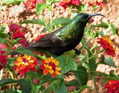 Nectarinia kilimensis