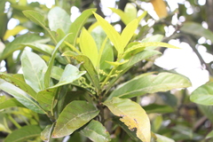 Beilschmiedia sulcata