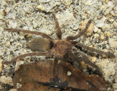 Dolichothele exilis