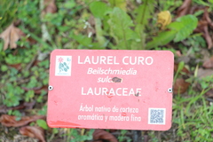 Beilschmiedia sulcata