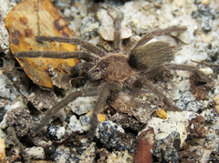 Dolichothele exilis