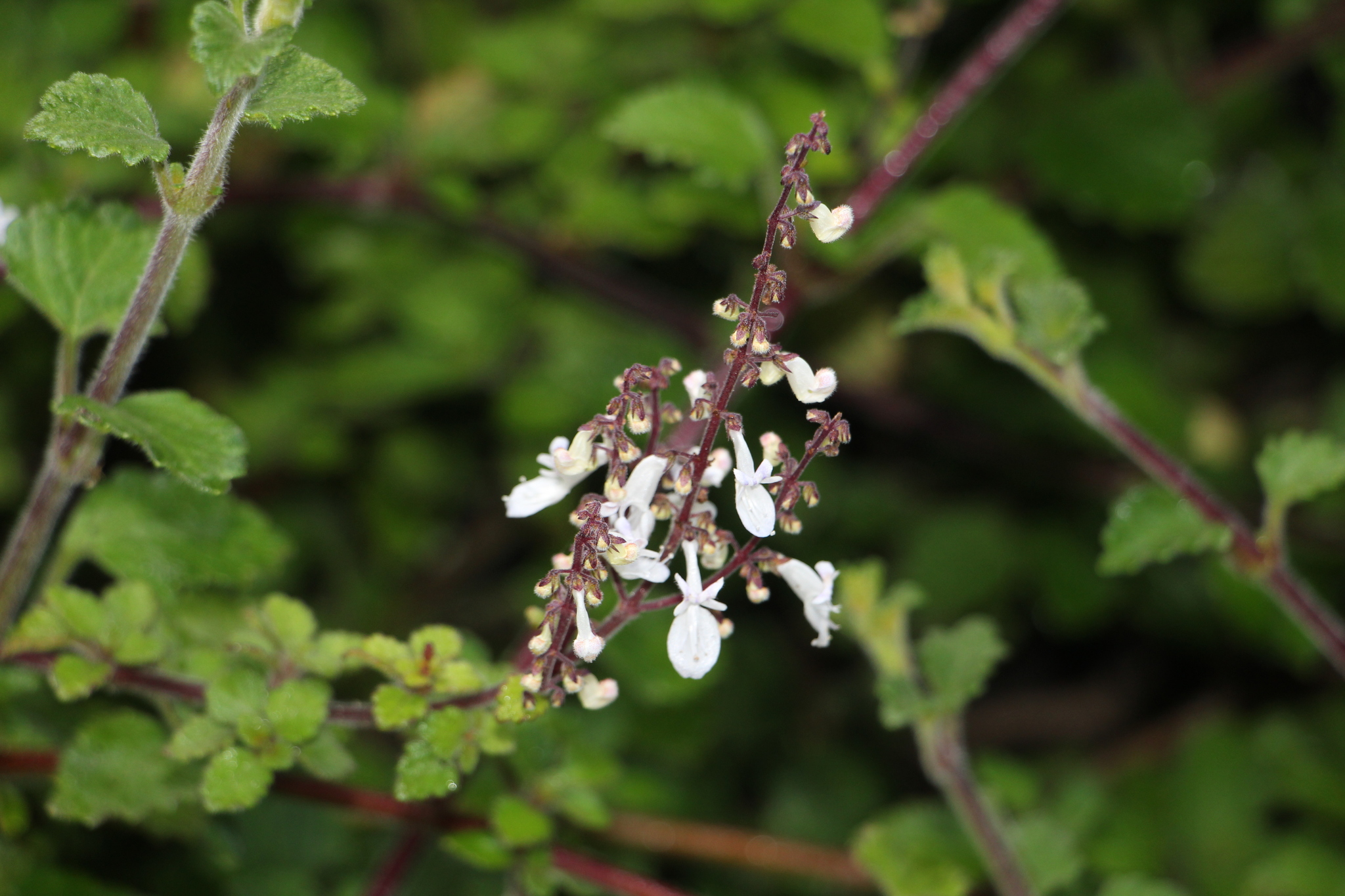 Solenostemon