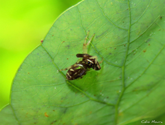 Lurio conspicuus