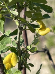 Diphysa occidentalis