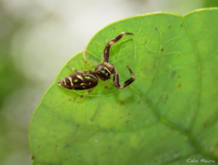 Lurio conspicuus