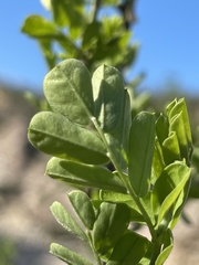 Diphysa occidentalis