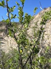 Diphysa occidentalis