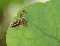 Lurio conspicuus