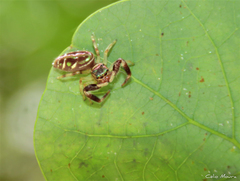 Lurio conspicuus