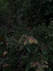 Comarostaphylis