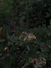 Comarostaphylis