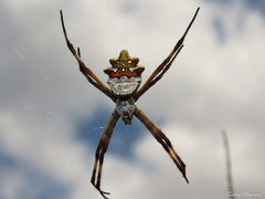 Argiope argentata