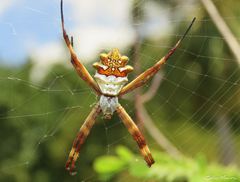 Argiope argentata
