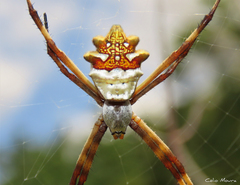 Argiope argentata