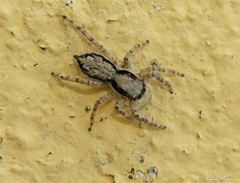 Menemerus bivittatus