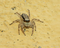 Menemerus bivittatus