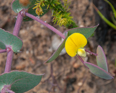 Rafnia acuminata