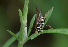 Ceropales maculata