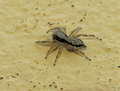 Menemerus bivittatus