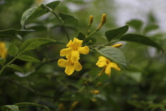 Chrysojasminum humile