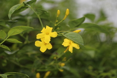 Chrysojasminum humile