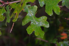 Disholcaspis spongiosa