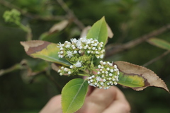 Ageratina tinifolia
