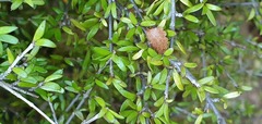 Coprosma obconica