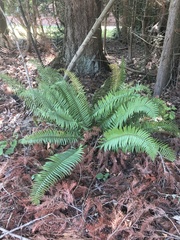 Polystichum munitum