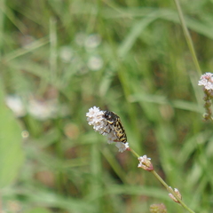 Acmaeodera solitaria