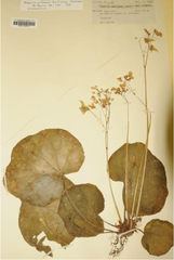 Begonia jaliscana