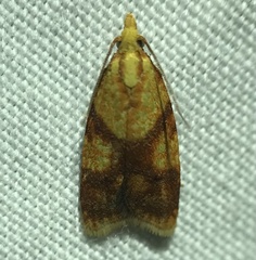 Sparganothis lycopodiana