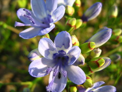 Codonorhiza elandsmontana