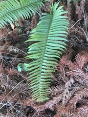 Polystichum munitum