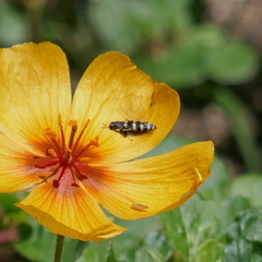 Acmaeodera alicia